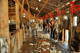 Steam Plains Shearing 022566  © Claire Parks Photography